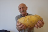 Ziemniak-gigant wyhodowany przez mieszkańca Wielkopolski. To nie koniec, wyrósł u niego także niecodzienny kaktus