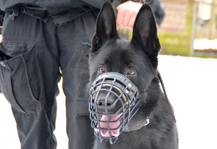 Nabór psów do policji rozpoczęty