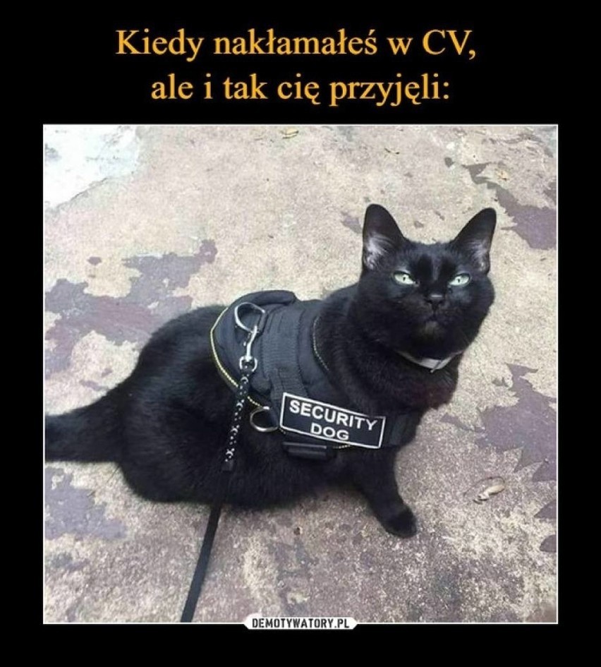 Najlepsze memy o kotach. Gdzie saszeta? Te memy doprowadzą...