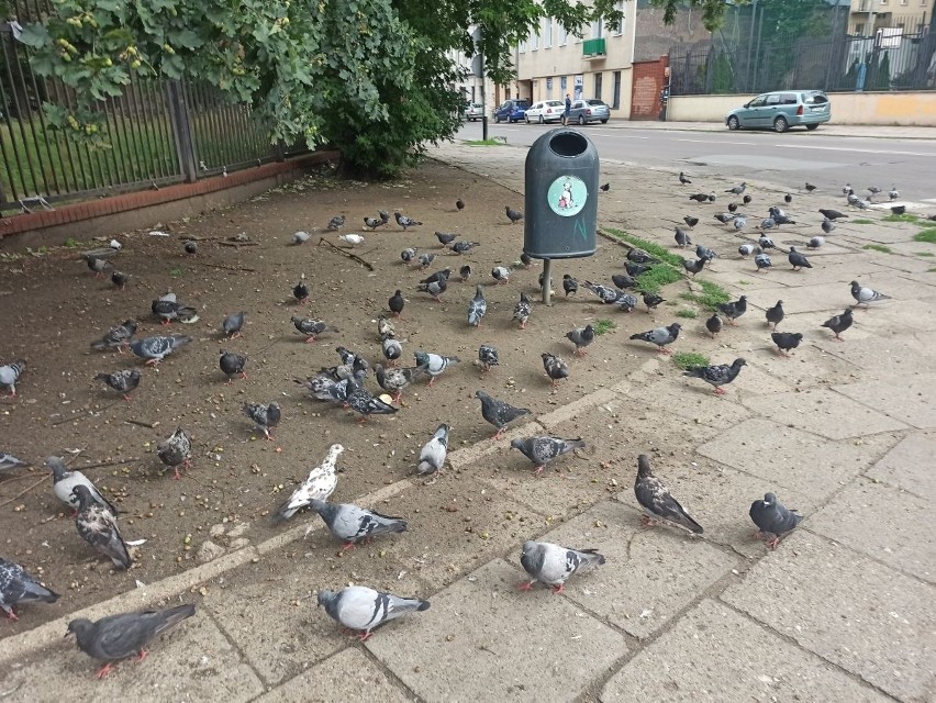 Armia gołębi na Polesiu w Łodzi. Ptaki zajęły cały chodnik. ZDJĘCIA
