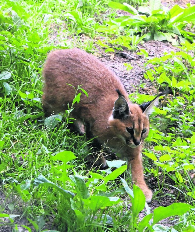 przyrodą” do toruńskiego zoo można także odwiedzić zwierzęta, w tym piękne drapieżne karakale