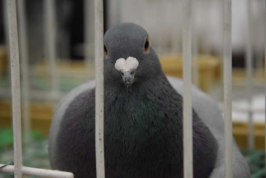 Wystawa 240 gołębi w Starostwie Powiatowym w Sieradzu. Była ptasia elita 