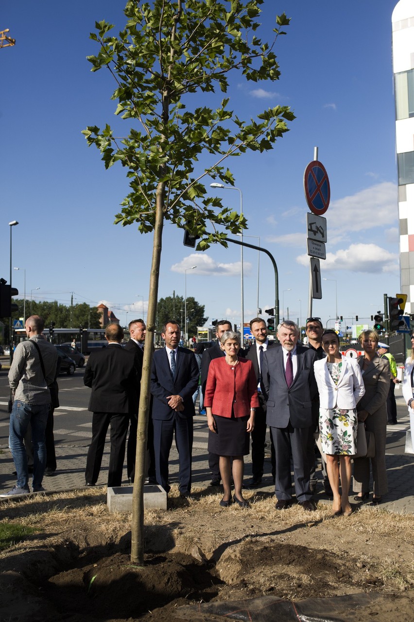 Platan będzie przypominał o sesji UNESCO [ZDJĘCIA]