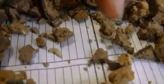 Te obrzydliwe robaki znajdowały się w robakach (fot. archiwum)