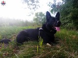 Chełm. Policyjny pies Mister odnalazł w lesie zaginionego 55-latka