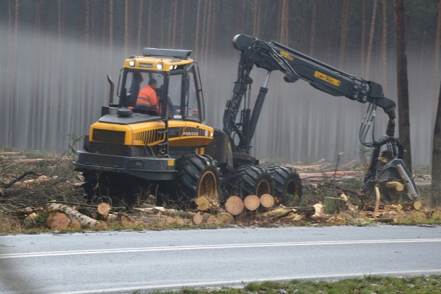 Wycinka jest prowadzony przy drodze nr 283 prowadzącej do Zatonia