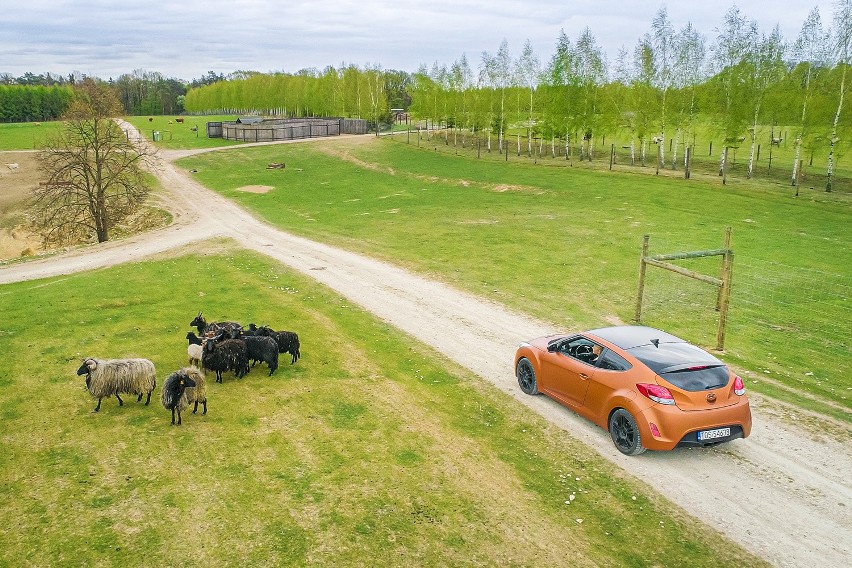 Safari w Bałtowskim Zwierzyńcu? Tego jeszcze nie było! Turyści obejrzą zwierzęta z własnych samochodów [ZDJĘCIA]