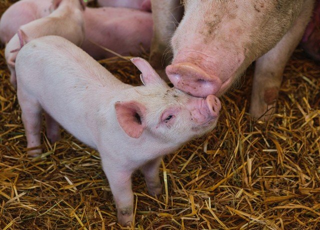GUS szacuje pogłowie świń na podstawie reprezentacyjnego badania pogłowia świń oraz produkcji żywca wieprzowego obejmującego:- wszystkie gospodarstwa osób prawnych i jednostek nieposiadających osobowości prawnej,- wylosowane gospodarstwa indywidualne (30 tys. gospodarstw - próba około 2%).Są to wstępne uogólnione wyniki.