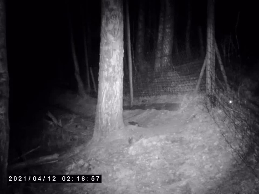 Wilki zaatakowały stado danieli w Chośnicy w powiecie bytowskim. Rozszarpały 20 zwierząt [ZDJĘCIA, WIDEO]