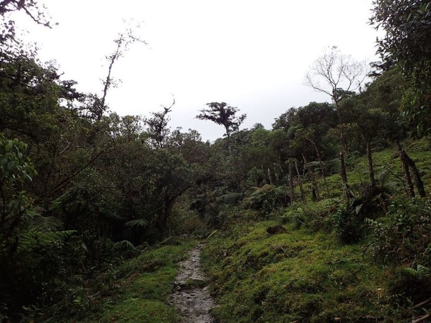 Naukowcy z Uniwersytetu Gdańskiego chcą kupić 30 hektarów lasu tropikalnego w Kolumbii. Powstanie tam stacja badawcza