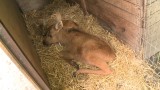 Lubelska Straż Ochrony Zwierząt uratowała małą klępę. Zwierzę znalazło dom w Szczecinie (WIDEO) 