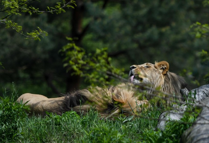 Oliwski ogród zoologiczny pożegnał jednego ze swoich lwów...