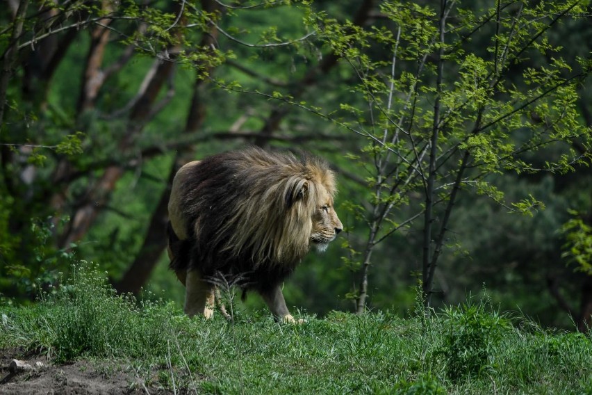 Oliwski ogród zoologiczny pożegnał jednego ze swoich lwów...