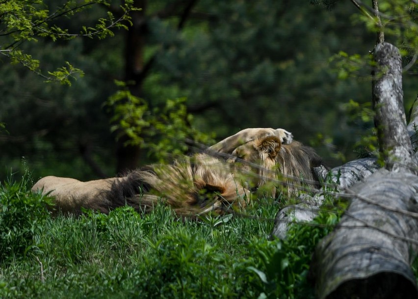 Oliwski ogród zoologiczny pożegnał jednego ze swoich lwów...