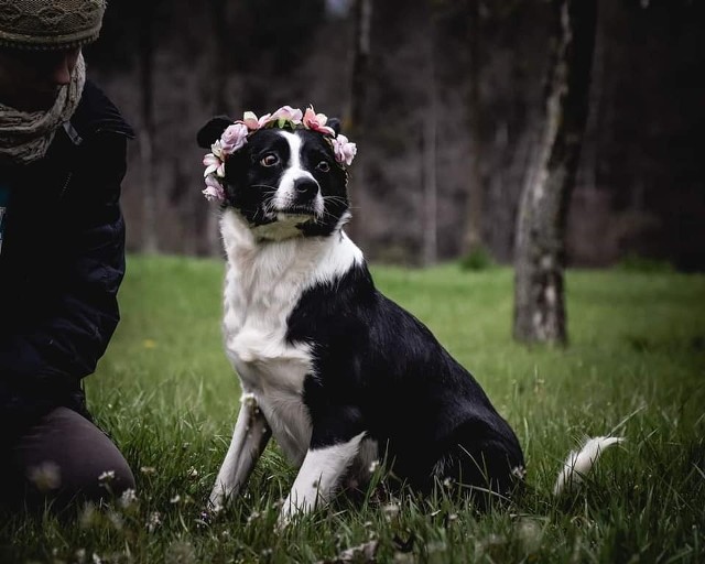 Bezdomne psy polecają się do adopcji. Zobacz zdjęcia, może na nim jest Twój nowy domownik? Jedna prosta decyzja może już na zawsze zmienić co najmniej jedno życie. Prezentujemy psy do adopcji z Radomskiego Schroniska dla Bezdomnych Zwierząt. Na zdjęciu piękna Diuna.   >