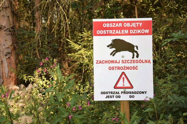 Przez kilka tygodni grupa mieszkańców os. Kruhel Wielki w Przemyślu, chroniła stadko dzików. Nz. tablica ostrzegająca oprzed odstrzałem dzików.