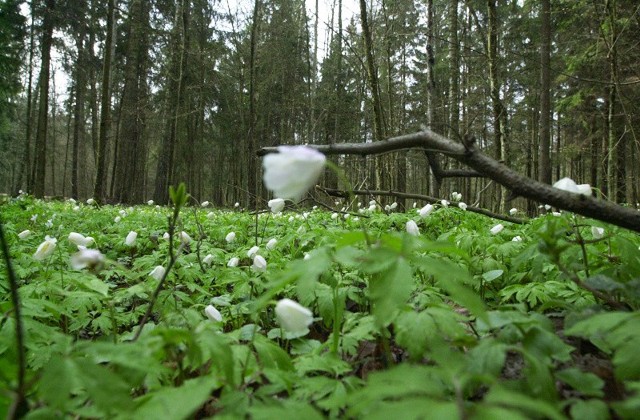 Puszcza Białowieska ma szansę znaleźć się wśród Cudów Bałtyku.