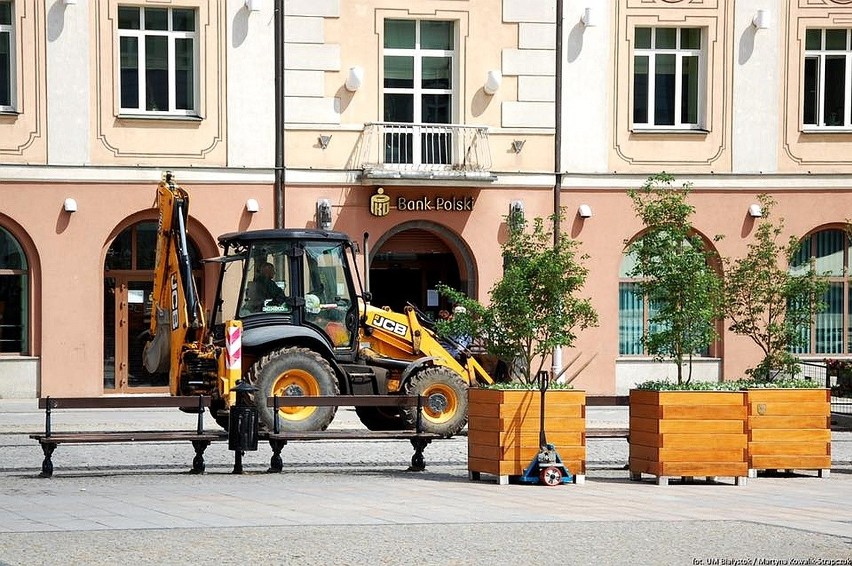 Derenie dekoracyjne są na Rynku Kościuszki