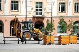 Rynek Kościuszki w Białymstoku. Derenie dekoracyjne w centrum miasta. W donicach z herbem (zdjęcia)