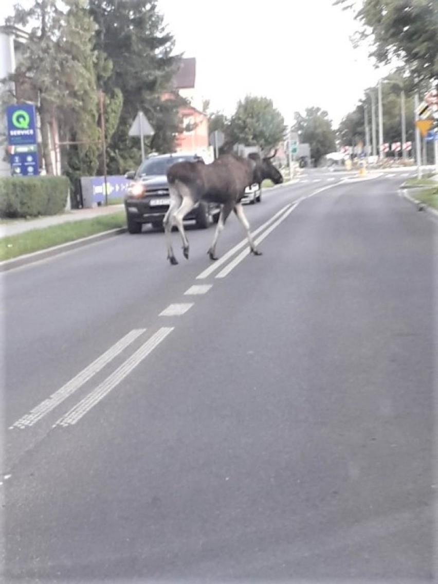 Łoś w Sławnie na ulicy Armii Krajowej [7.09.2019]