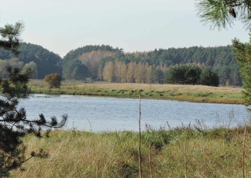 Malowniczo położone jezioro Nowe znajduje się w lesie w...