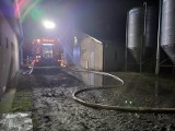 Ogromny pożar w Złotopolu na terenie gminy Lipno. Spłonął kurnik i kaczki [zdjęcia]