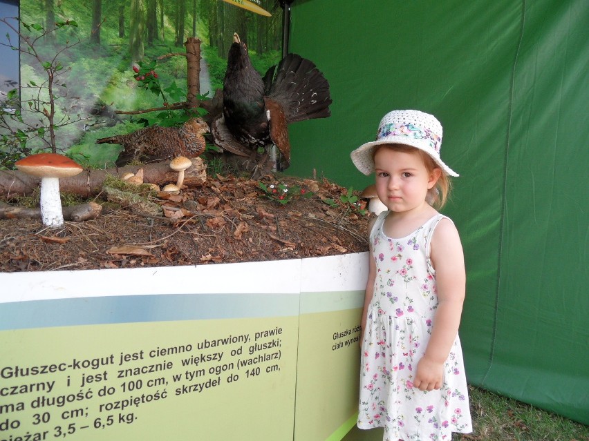 Leśny Piknik Rodzinny Ekoodpowiedzialnie 2015 w Katowicach