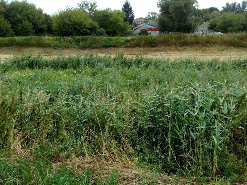 Chaszcze nad Bystrzycą tak spore, że wody nie widać. Kto i gdzie ma przycinać? (ZDJĘCIA)