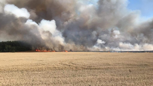 Potężny pożar pod Gierowem. Spaliło się ponad 40 hektarów zboża. Ogień wszedł też do lasu