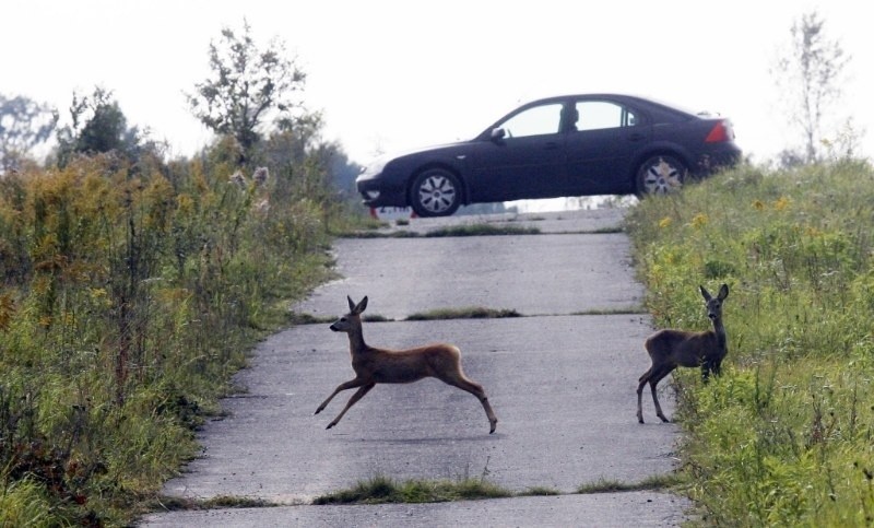 Dziki, jelenie i sarny pojawiają się na jezdniach, powodując...