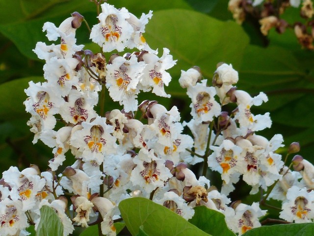 Katalpa, zwana też catalpą oraz surmią to bardzo dekoracyjne drzewo o ciekawych kwiatach.