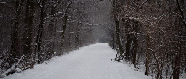 Do wypadku, na szczęście nie tak groźnego, jak wyglądało, doszło w lesie