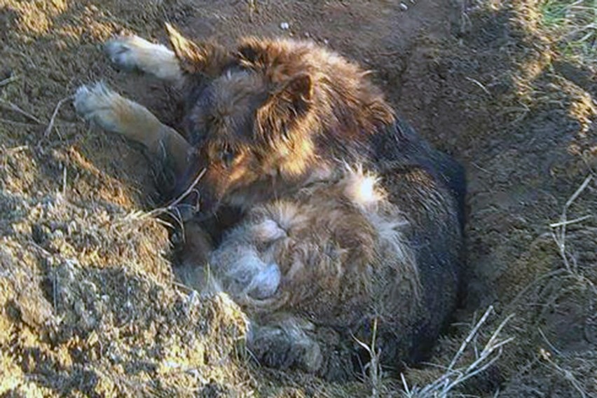 Zwyrodnialec zakopał w Łodzi psa żywcem. Psa odkopali strażnicy miejscy z Animal Patrolu [ZDJĘCIA]