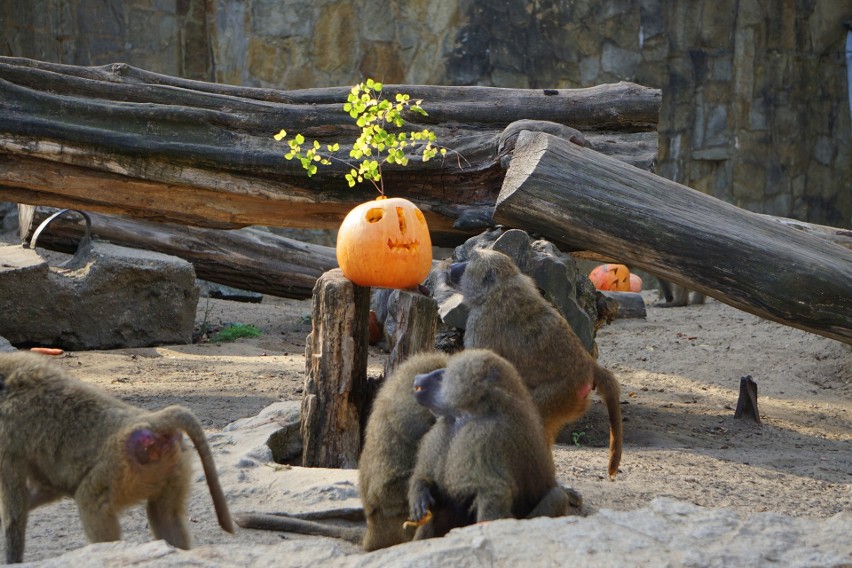 Halloween we wrocławskim zoo. Zwierzęta dostały dorodne dynie [ZDJĘCIA]