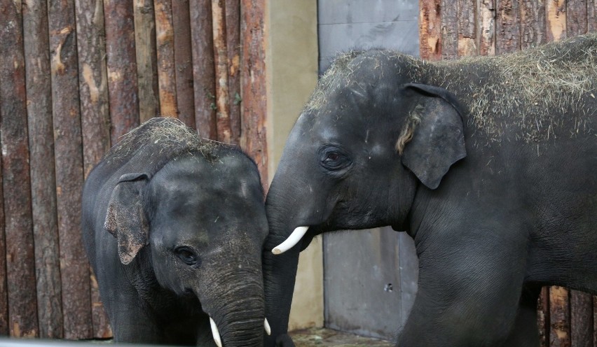 Słonie Scott i Ned przyjechały do chorzowskiego zoo
