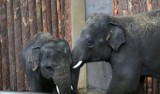 Scott i Ned już w pawilonie chorzowskiego zoo. Młode słonie poznają nowe otoczenie i opiekunów
