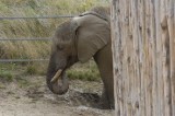 Plebiscyt: Jakie zwierzę z poznańskiego zoo najlepiej charakteryzuje drużynę Portugalii?