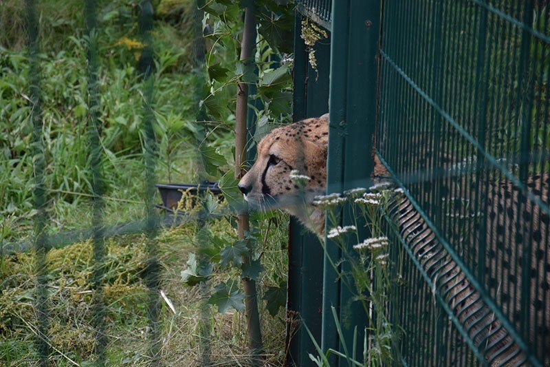 Gepardy Aki i Tabu nowymi mieszkańcami gdańskiego zoo [ZDJĘCIA, WIDEO]