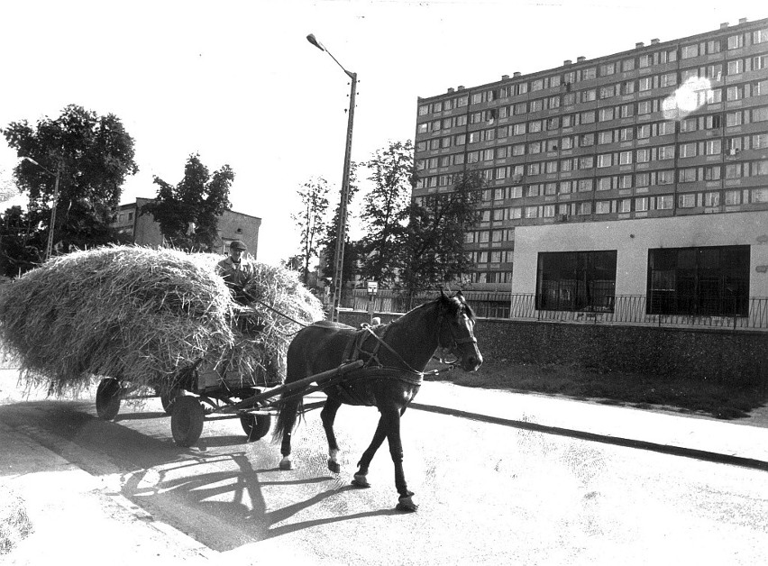 Konie w centrum Wrocławia. To były czasy [Z ARCHIWUM]