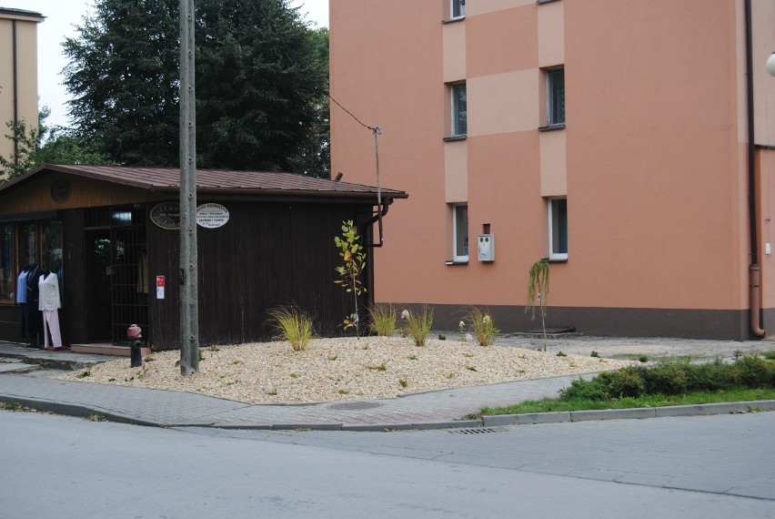 Nowe kwiaty i krzewy na skwerach we Włoszczowie. Zmieniła się ulica Żeromskiego (ZDJĘCIA)