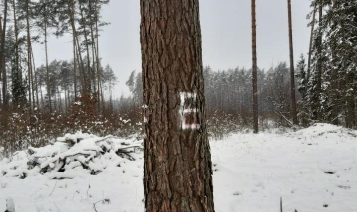 Takie oznaczenia służą leśnikom w celu zlokalizowania drzew...