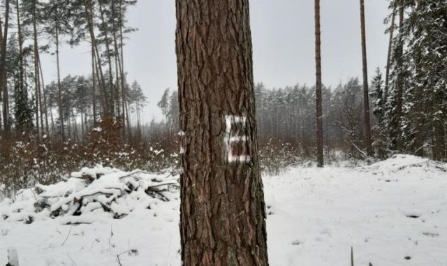 Takie oznaczenia służą leśnikom w celu zlokalizowania drzew czy fragmentów lasu specjalnego przeznaczenia