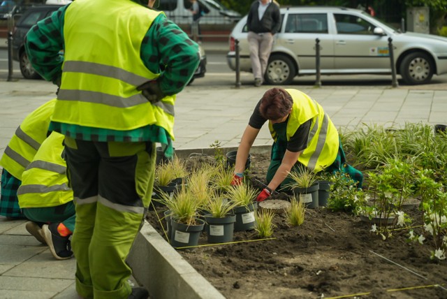 Ponad 600 roślin zostanie zasadzonych na ul. Stawowej w Katowicach.
