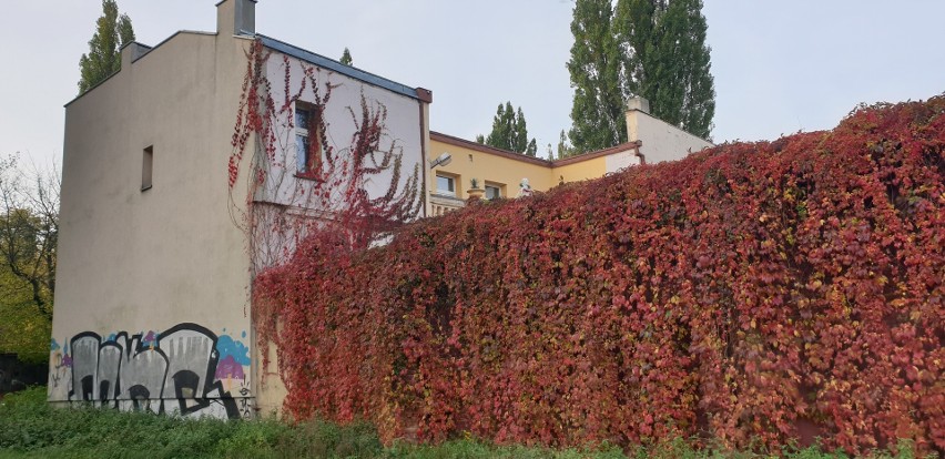 Przepięknie wybarwiający się winobluszcz nie niszczy ścian, a chroni