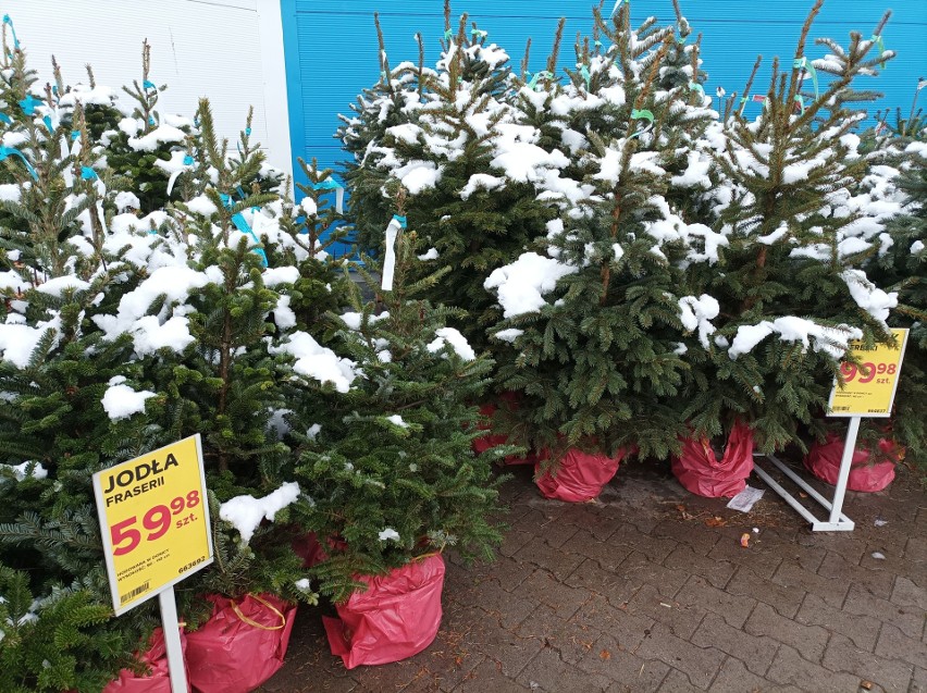 W Łodzi można już kupić świąteczne drzewka. W sklepach pojawiły się żywe choinki oraz drzewka cięte do stojaków