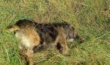 Ktoś bestialsko zamordował psa w miejscowości Zelgoszcz, w powiecie starogardzkim. Zwierzę nad jeziorem znalazły dwie kobiety 