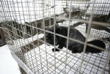 Na zakazie hodowli zwierząt futerkowych straci branża drobiarska