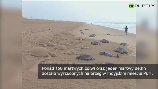 W indyjskim mieście Puri na plaży znaleziono 150 martwych żółwi.