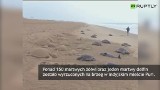 150 martwych żółwi na plaży w Indiach [WIDEO]