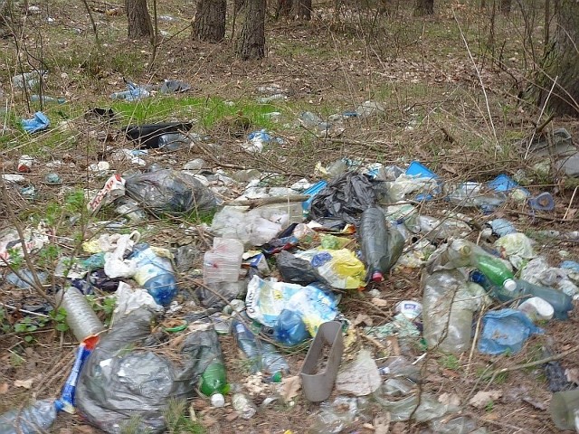 Tak wygląda początek niebieskiego szlaku turystycznego w lesie od Końskich do Starej Kuźnicy.